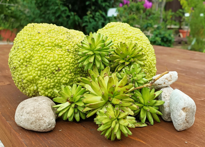 Orto Botanico di Toscolano Maderno "G.E. Ghirardi" - Maclura Pomifera