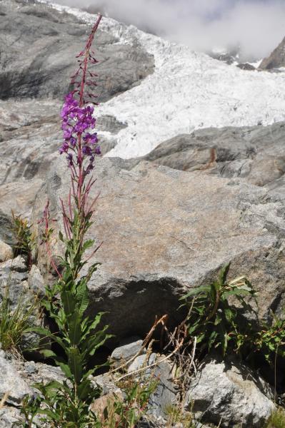 Esempi di biodiversità glaciale 