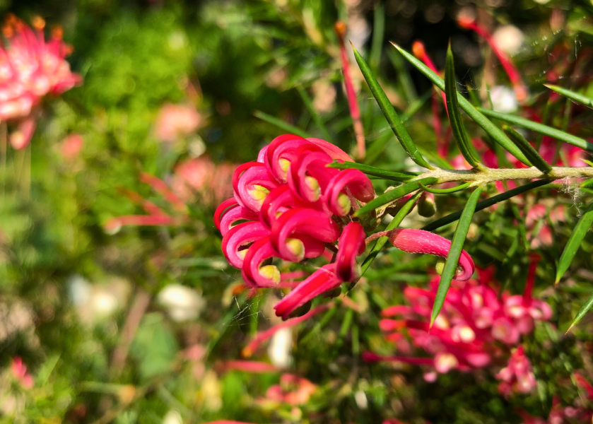 Grevillea juniperina, Orto di Brera