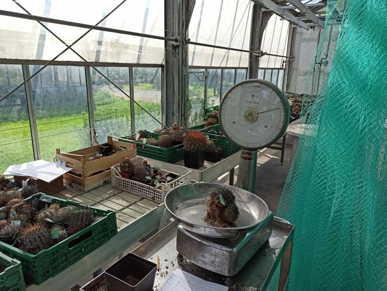 Le piante di cactus custodite all'Orto Botanico di Città Studi fino alla partenza per il Cile