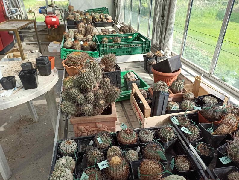 Le piante di cactus custodite all'Orto Botanico di Città Studi fino alla partenza per il Cile