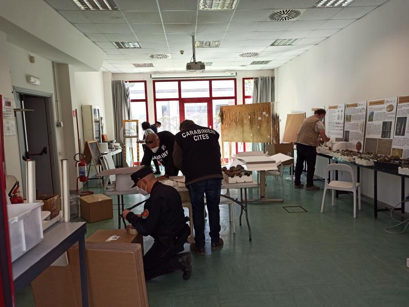Le operazioni con i Carabinieri per preparare le piante alla spedizione in Cile