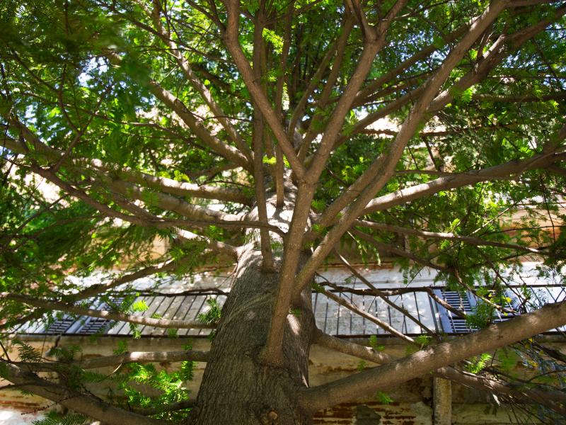 Larix kaempferi, Orto Botanico di Brera
