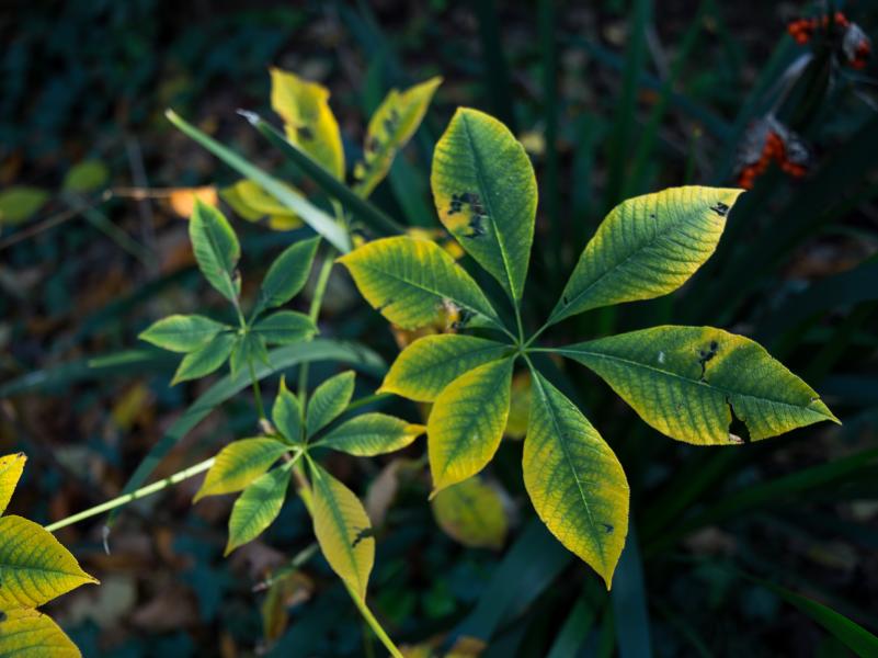 Orto Botanico di Brera