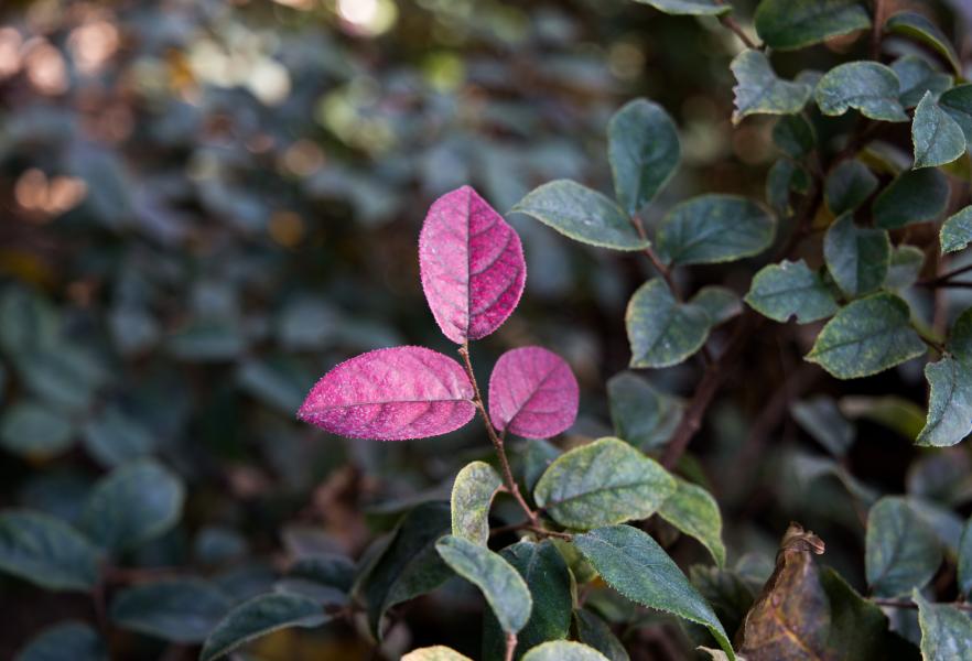 Orto Botanico di Brera