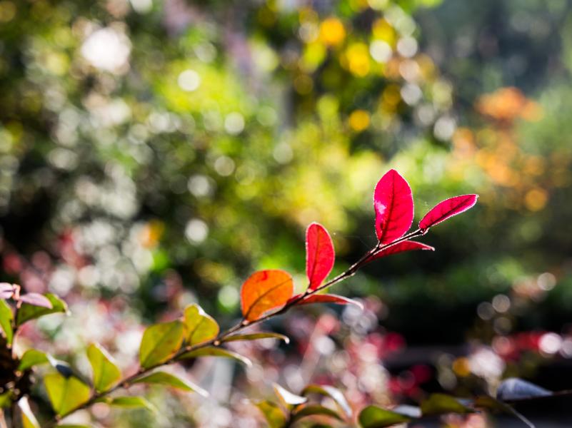 Orto Botanico di Brera