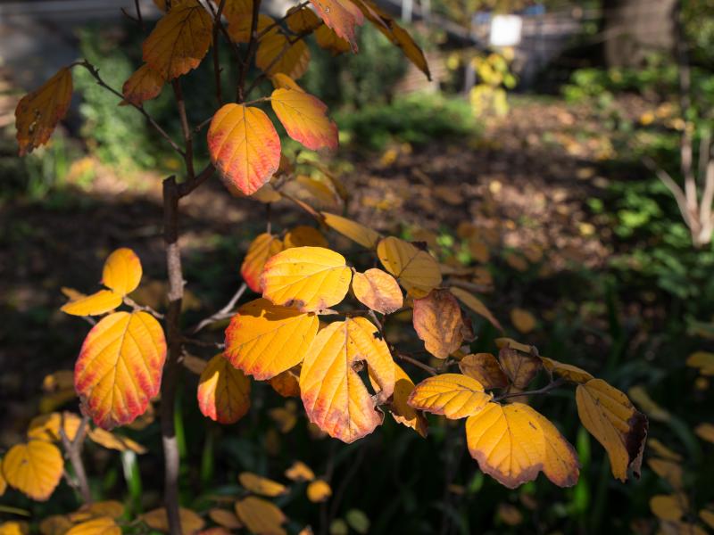 Orto Botanico di Brera