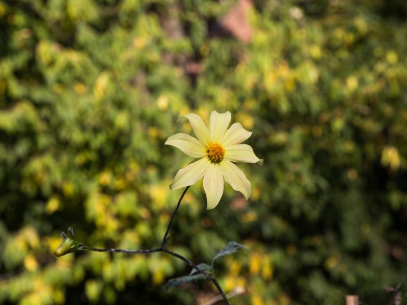 Orto Botanico di Brera