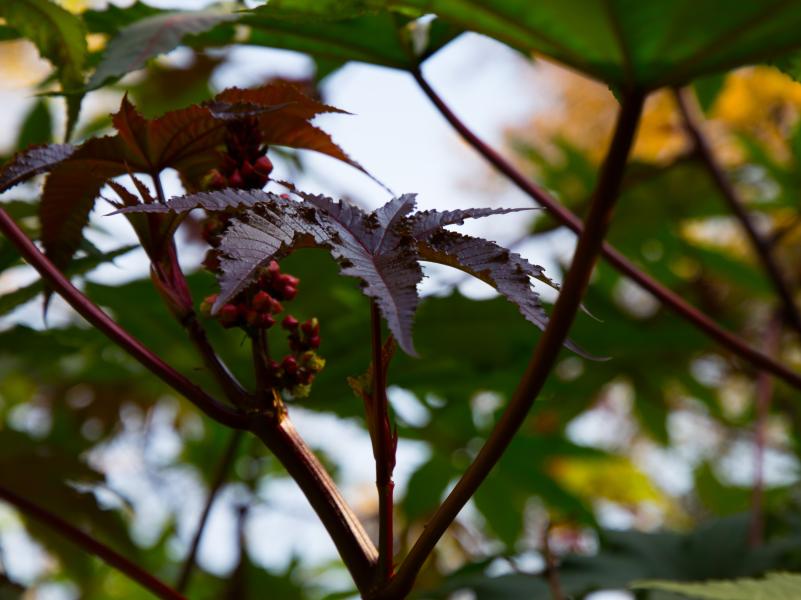 Orto Botanico di Brera