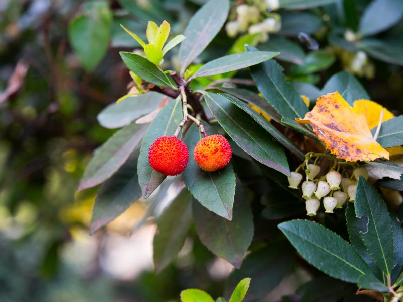 Orto Botanico di Brera