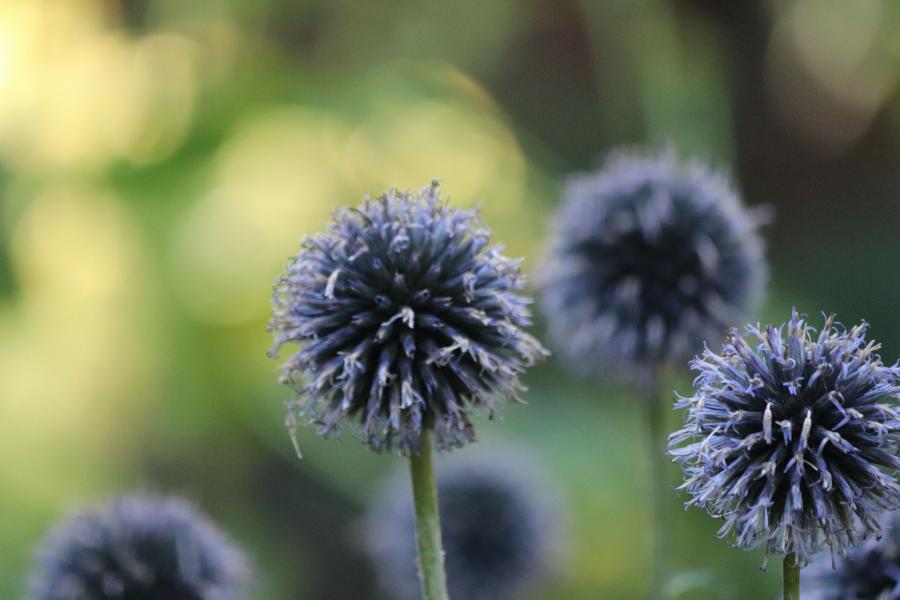 Specie di fiore