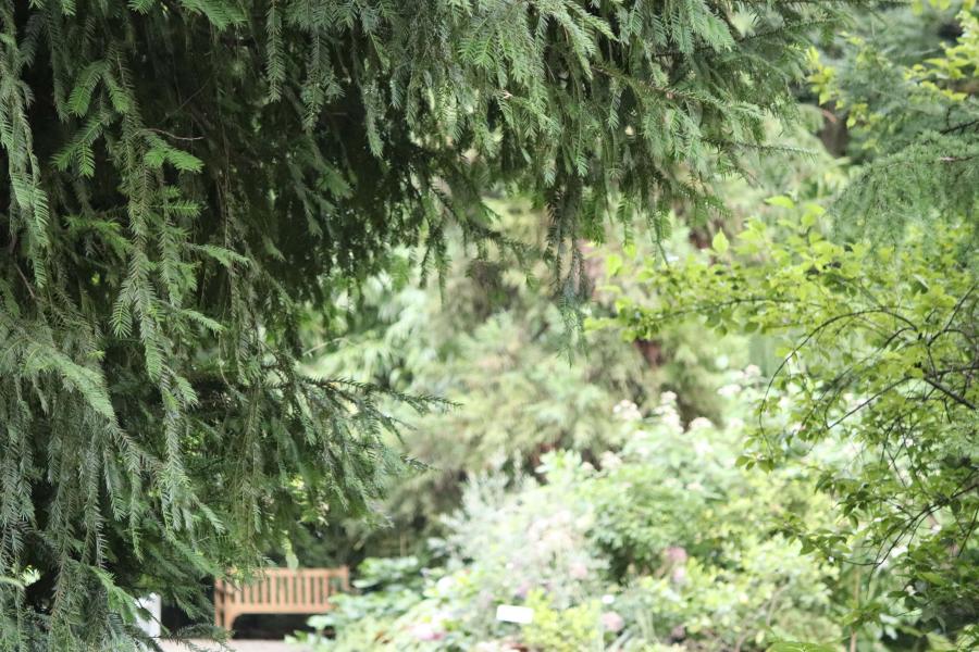 Scorci dell'arboreto