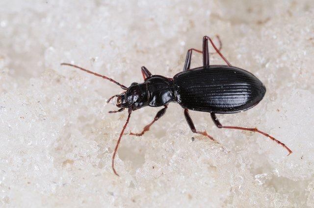 Il coleottero carabide Nebria germari sul ghiacciaio Presena - Foto di F. Pupin, Archivio MUSE