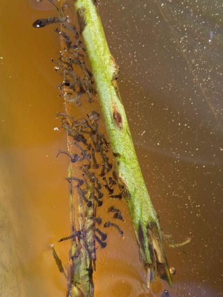 Larve di zanzare della specie "Culex pipiens"
