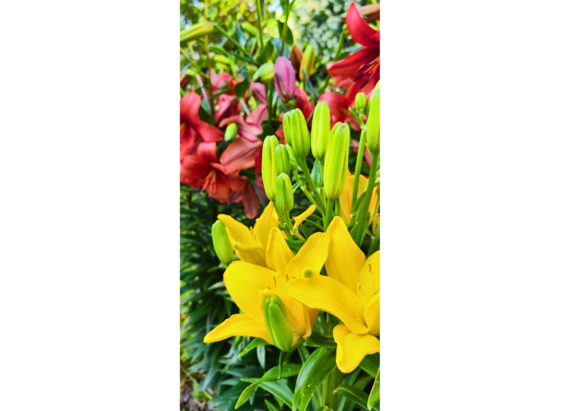 Lilium, Orto Città Studi