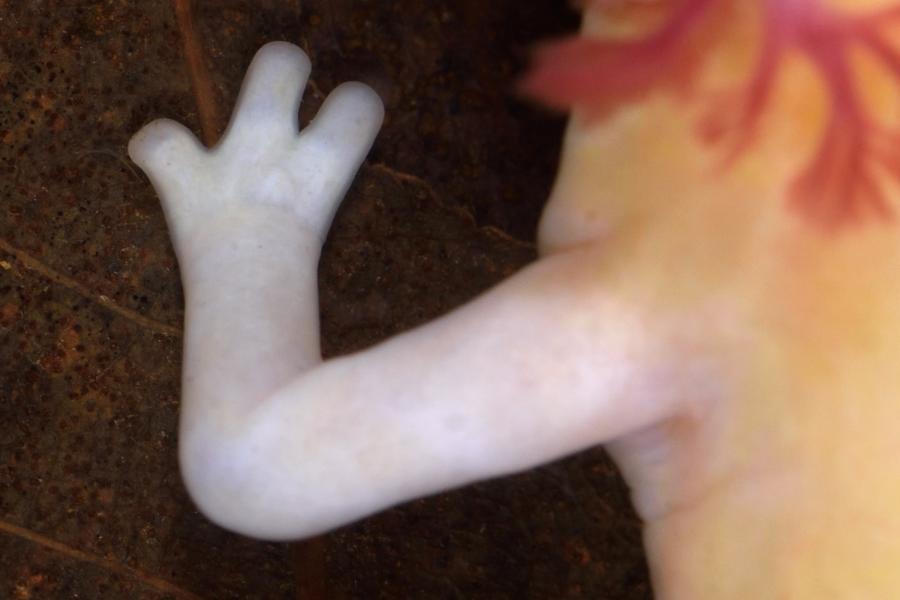 Dettaglio del proteo - Foto di Matteo Di Nicola