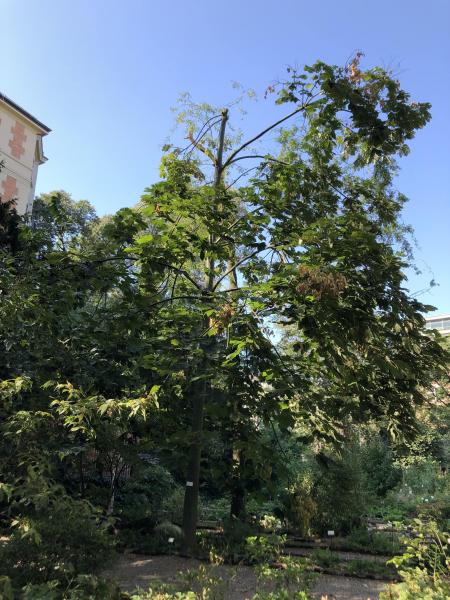 La giovane Firmiana simplex dell’Orto Botanico di Brera capitozzata dal nubifragio