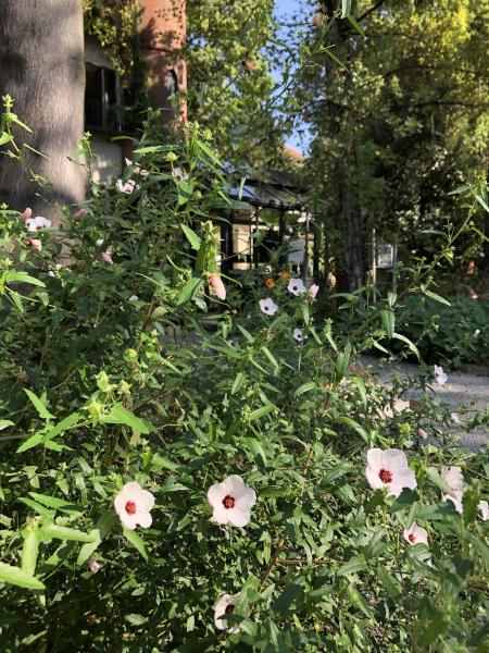Un esemplare in fiore di Pavonia hastata dell’Orto Botanico di Brera