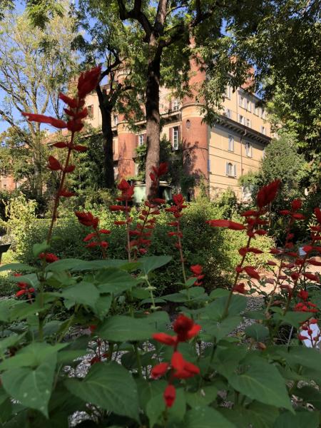 Un esemplare in fiore di Salvia splendens della collezione di Lamiaceae dell’Orto Botanico di Brera: questo esemplare appare in buona salute ma gli eventi di luglio hanno colpito 15 esemplari della collezione