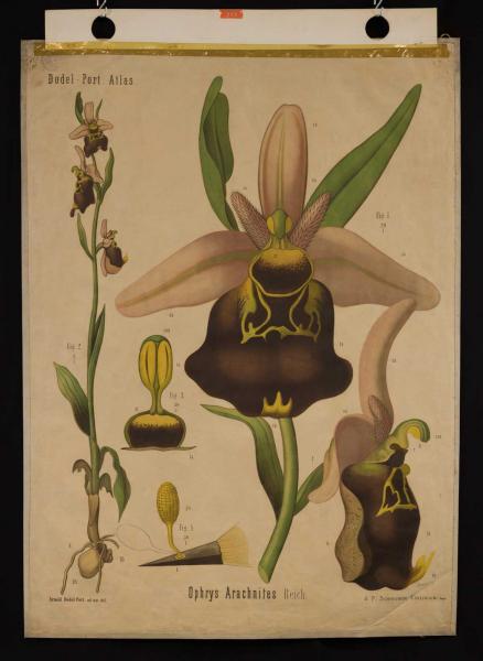 Ophrys-arachnites_Herbarium