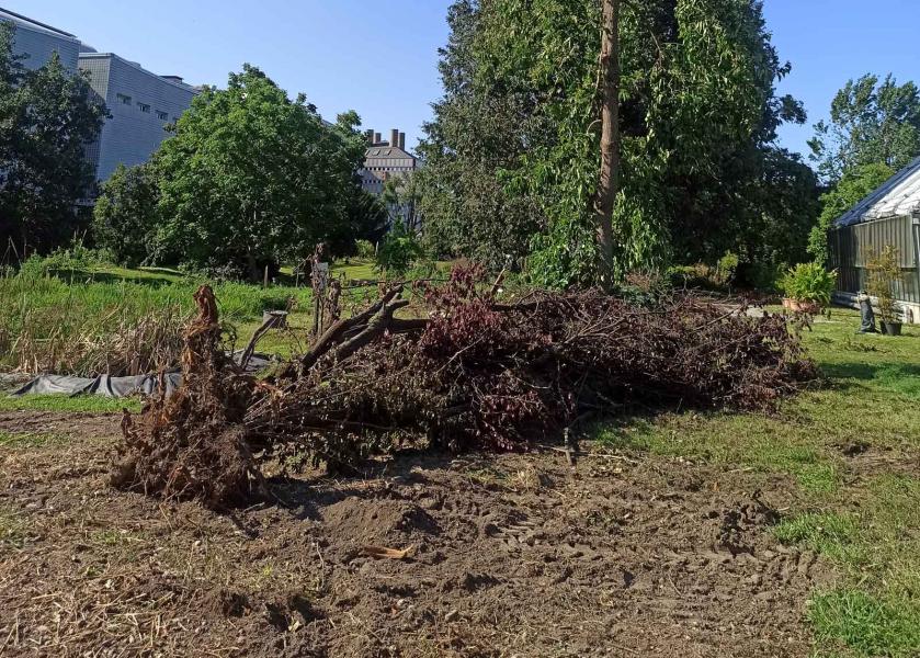 Orto Botanico Città Studi: rami caduti dopo i nubifragio che ha colpito Milano nella notte tra il 24 e il 25 luglio