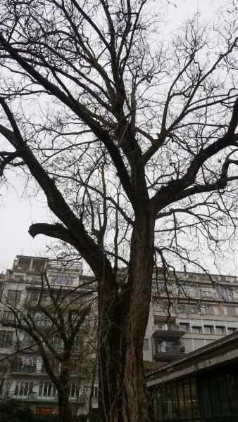 Noce del Caucaso all'Orto Botanico di Brera