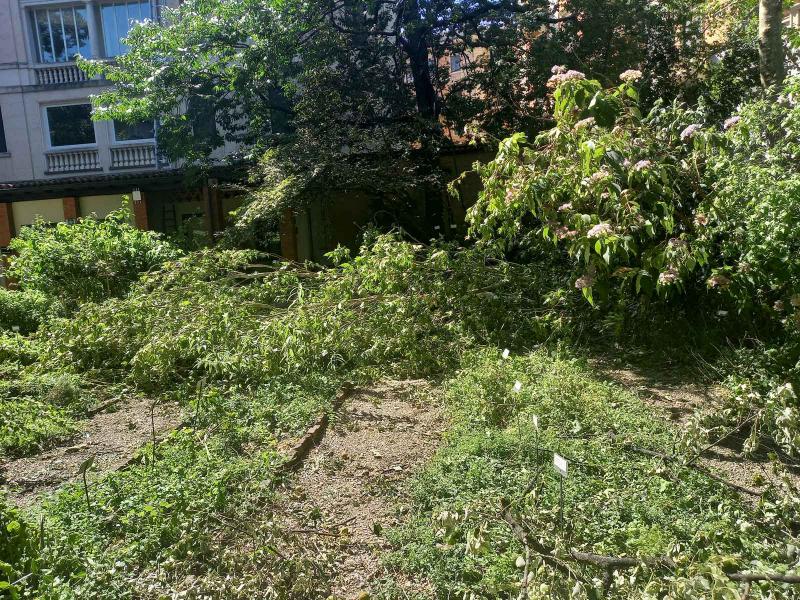 Orto Botanico di Brera: rami di Platanus hyspanica caduti sulle aiule