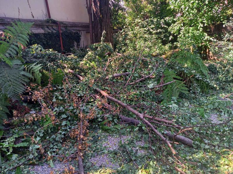 Orto Botanico di Brera: rami di Ginkgo biloba spezzati e caduti sul terreno
