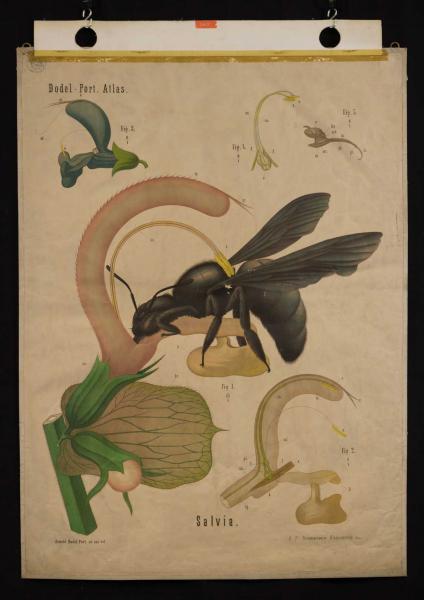 Salvia_Herbarium