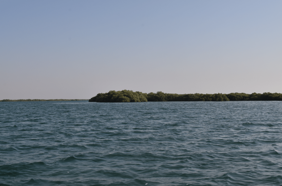 Le mangrovie che occupano oggi parte della laguna di Umm al-Quwain 