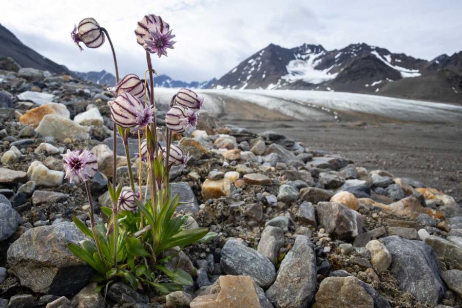 Il ritiro dei ghiacciai. Svalbard