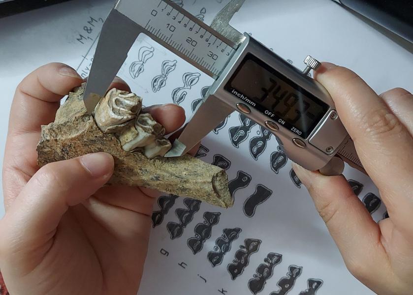 Tarquinia, ‘complesso monumentale’, analisi archeozoologiche in corso nel cantiere degli scavi dell’Università degli Studi di Milano.