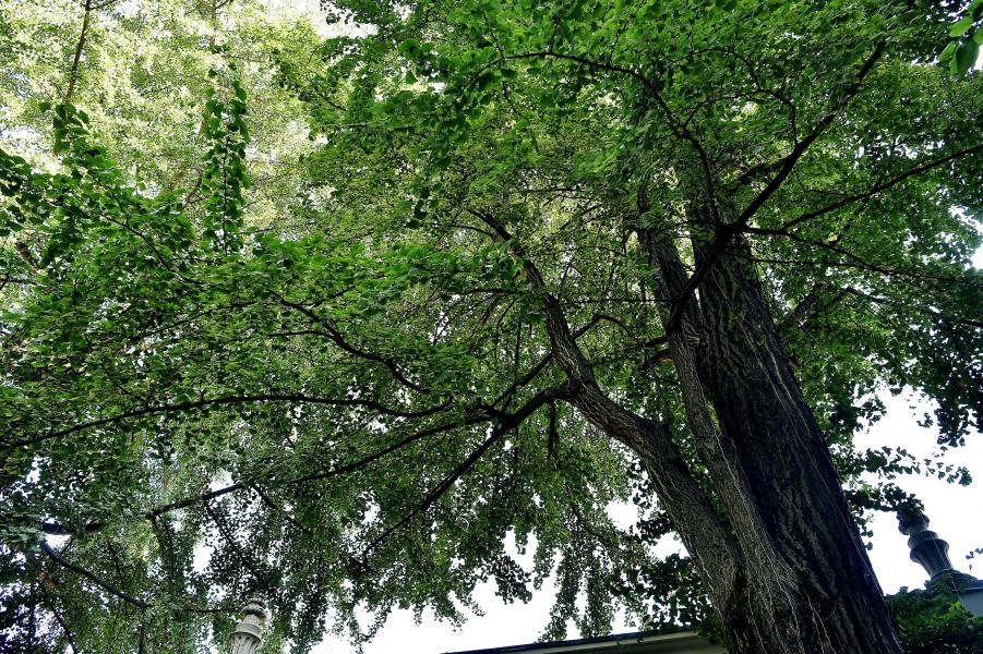 Uno dei due esemplari di Ginkgo biloba