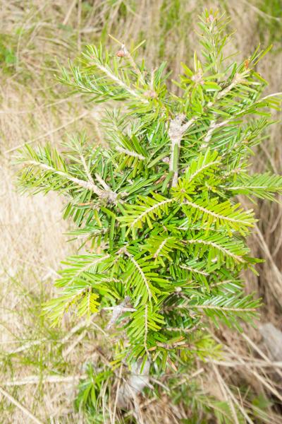  Rinnovazione naturale brucata dai cervi