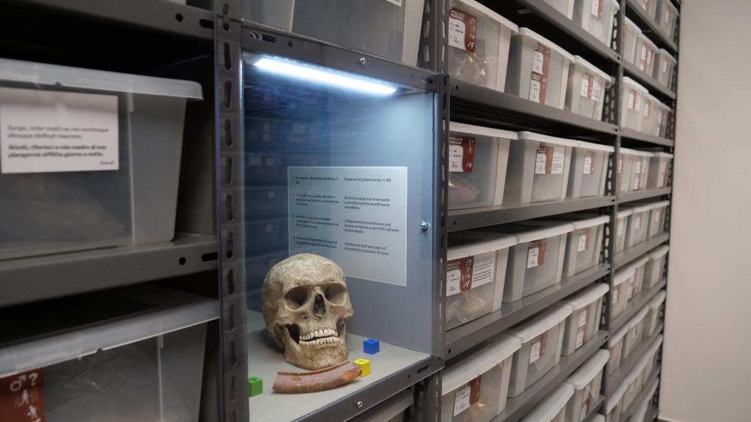 Le sezioni del MUSA, il Museo Universitario delle Scienze Antropologiche, mediche e forensi per i Diritti Umani dell’Università Statale di Milano