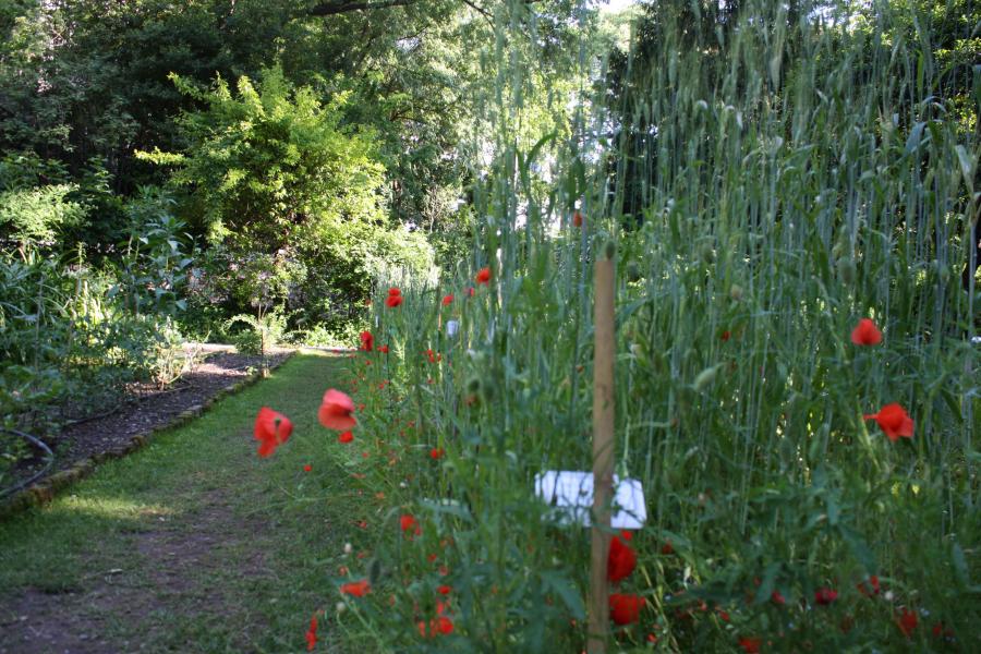 Uno scorcio dell'Orto Botanico di Brera