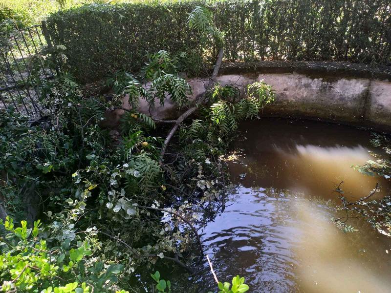 Orto Botanico di Brera: rami di Juglans sp caduti nella prima vasca