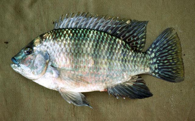 La specie di pesce Tilapia a cui apparteneva la maggioranza, insieme al pesce gatto, dei resti emersi
